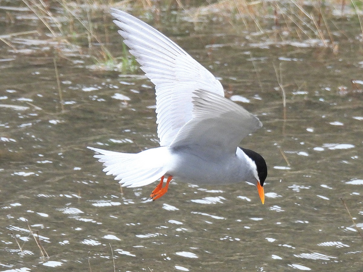 maoriterne - ML646299927