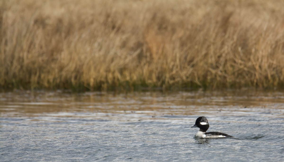 bøffeland - ML646299928