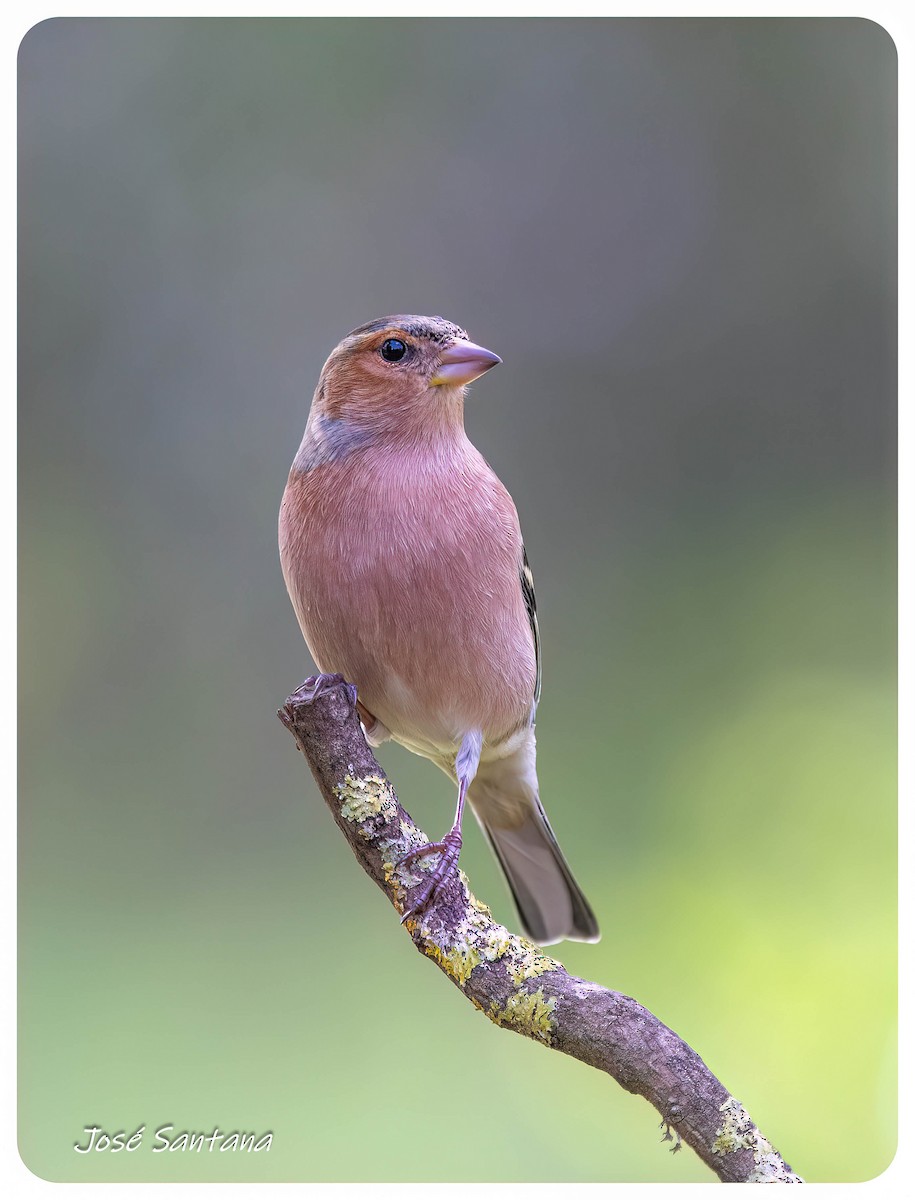 bokfink - ML646299929