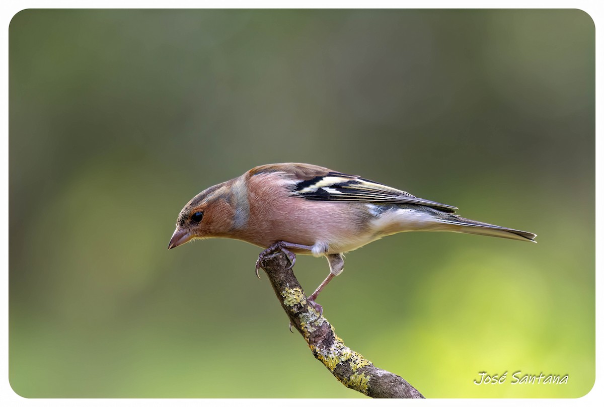 bokfink - ML646299930