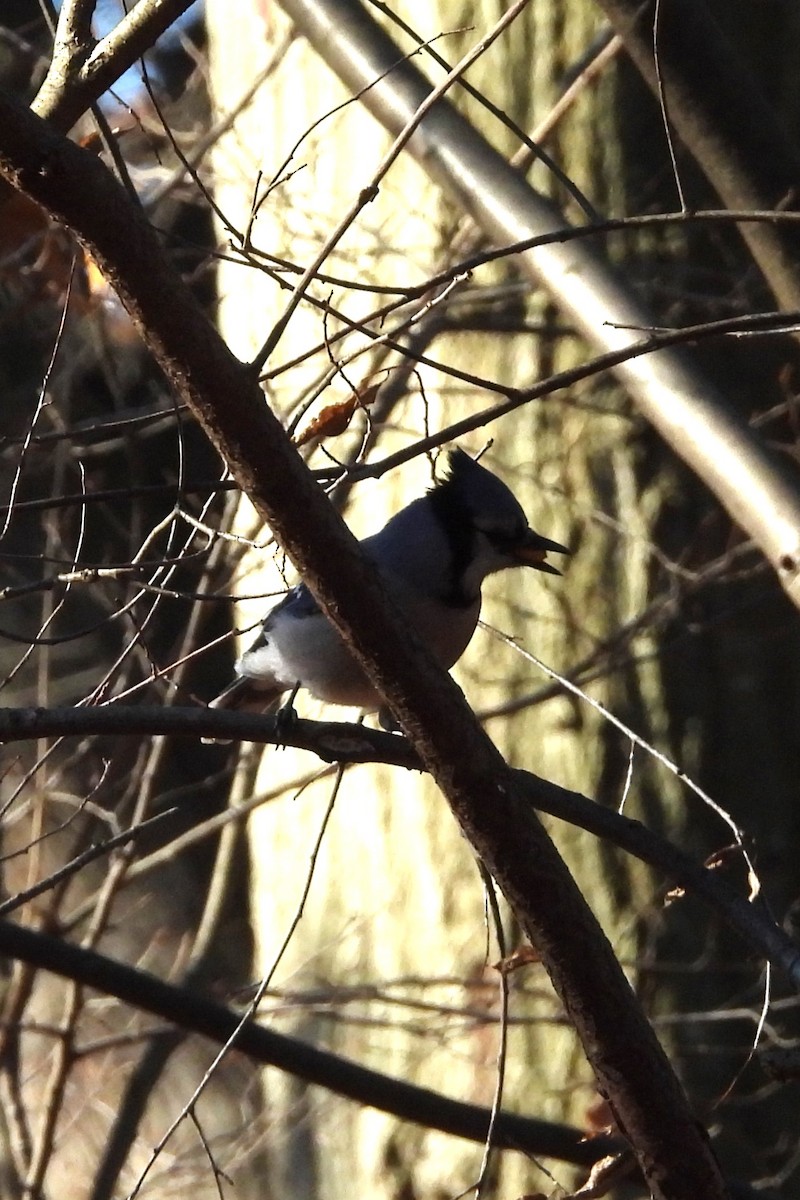 blåskrike - ML646299934