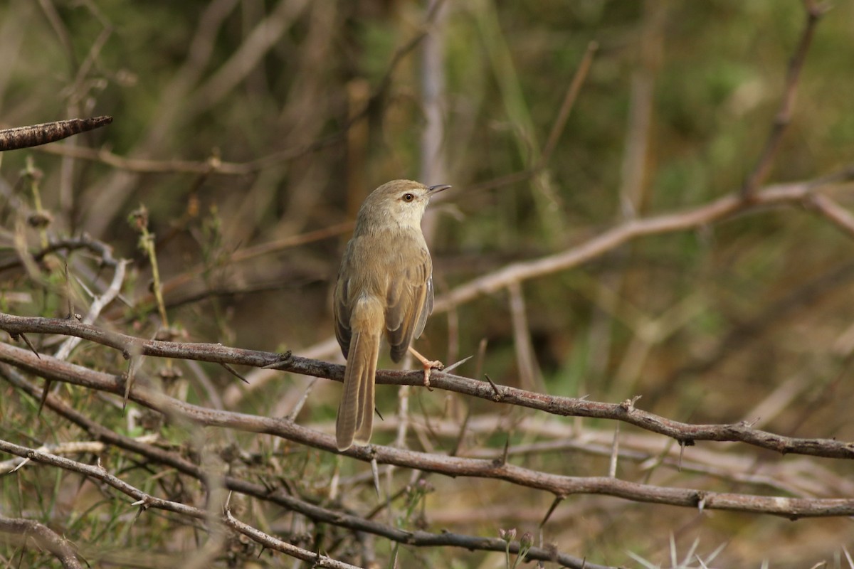 Plain Prinia - ML646299936