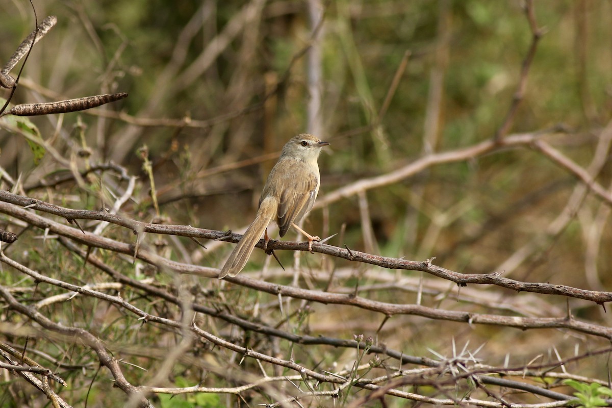 Plain Prinia - ML646299937