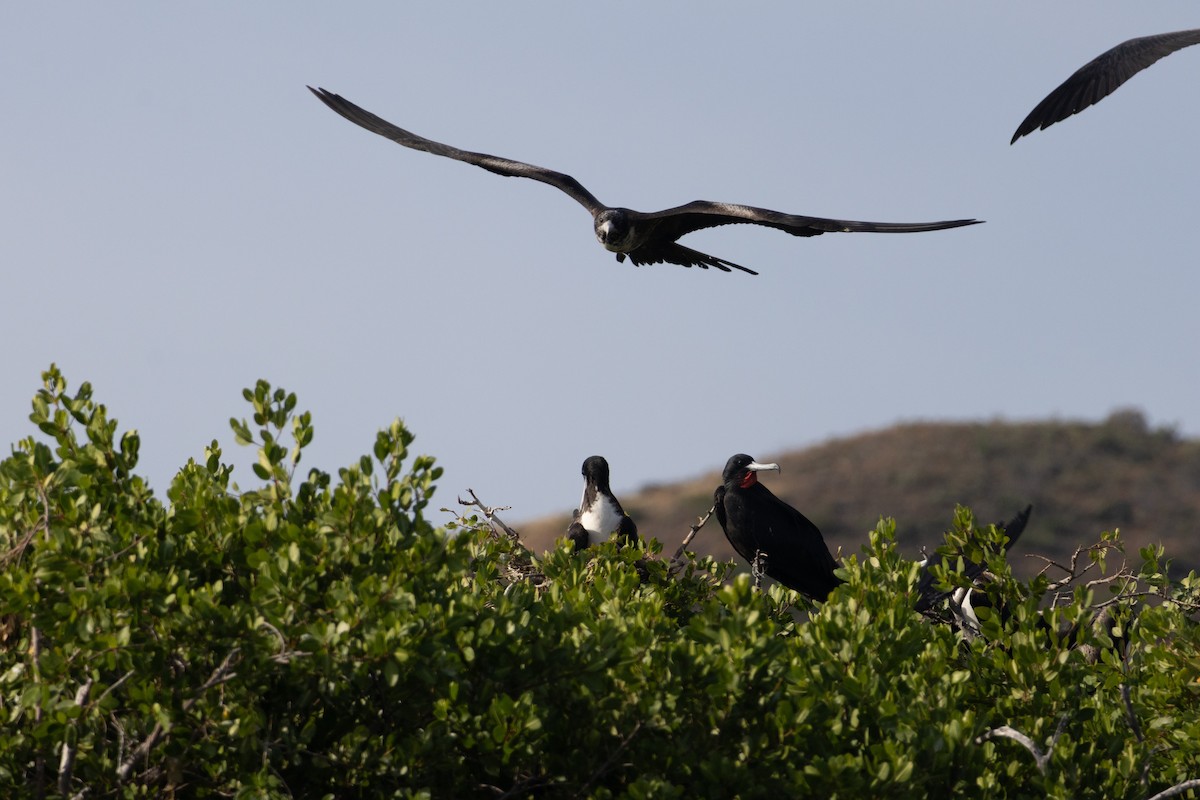 praktfregattfugl - ML646299940