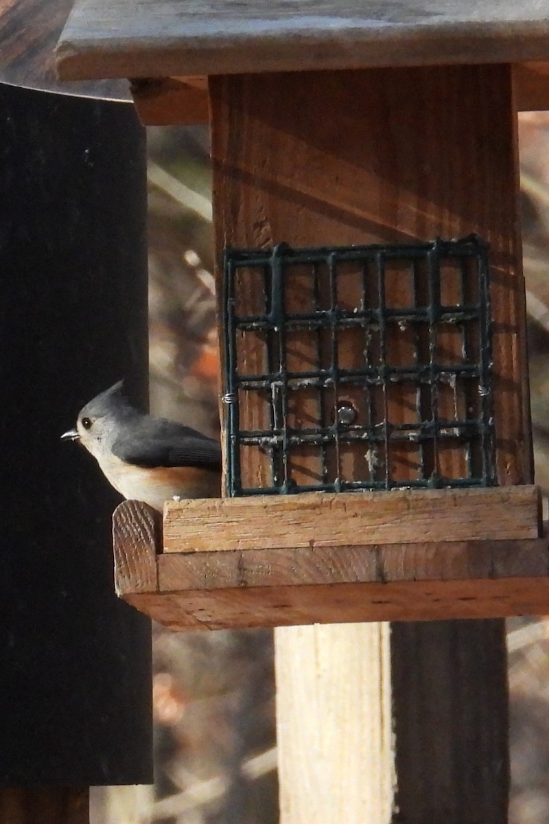 gråduskmeis - ML646299941