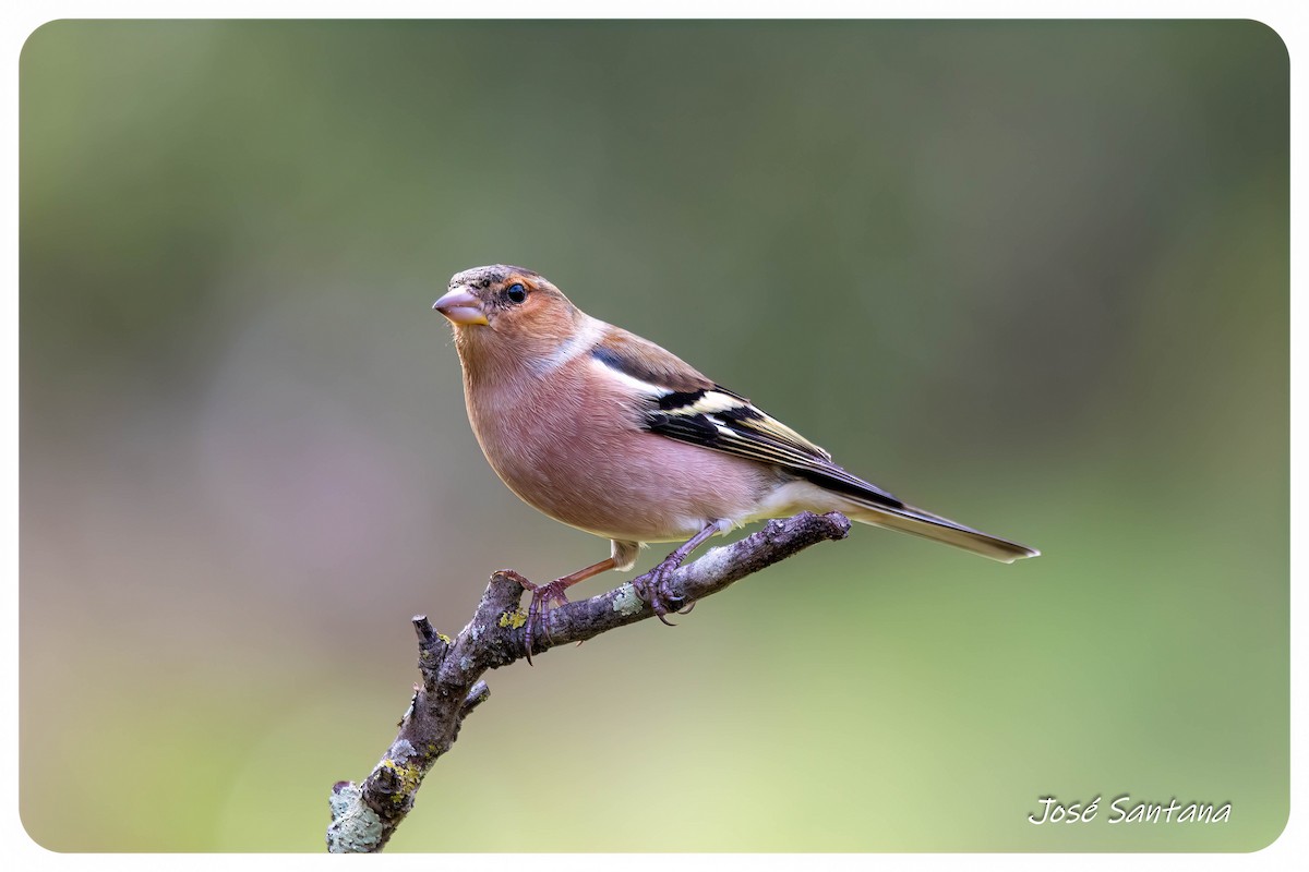 bokfink - ML646299944