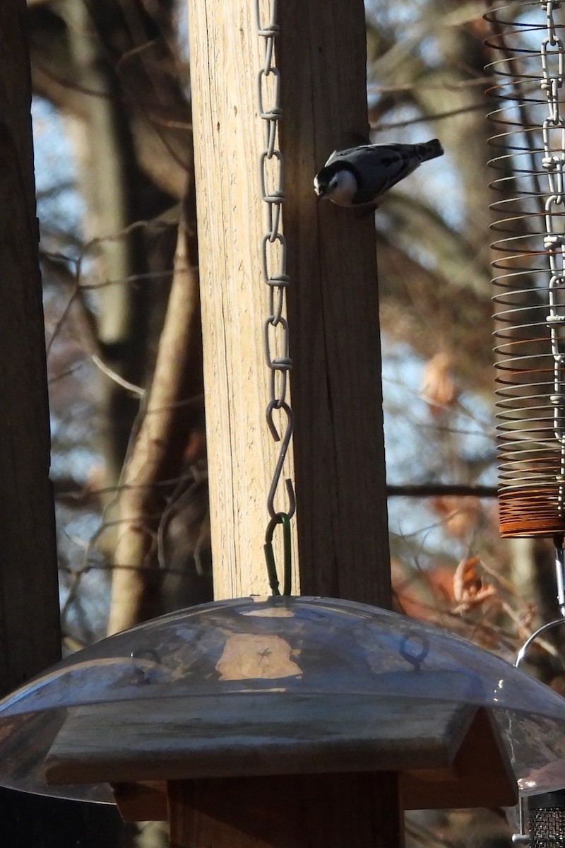 hvitbrystspettmeis - ML646299945