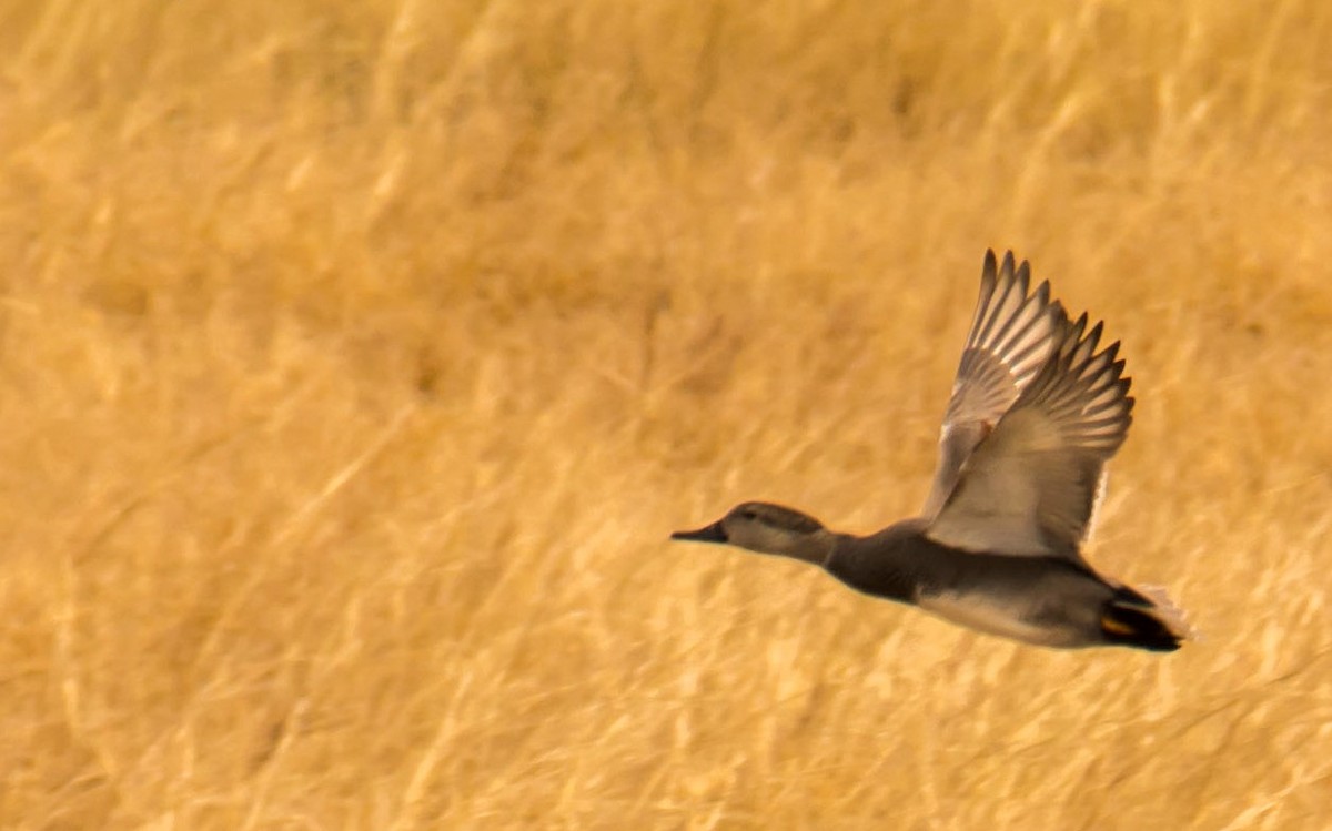 Ipar-ahatea - ML646299955