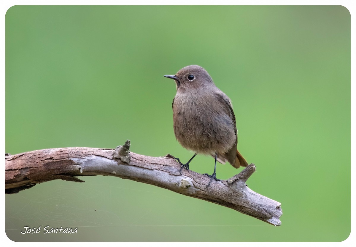 Black Redstart - ML646299972