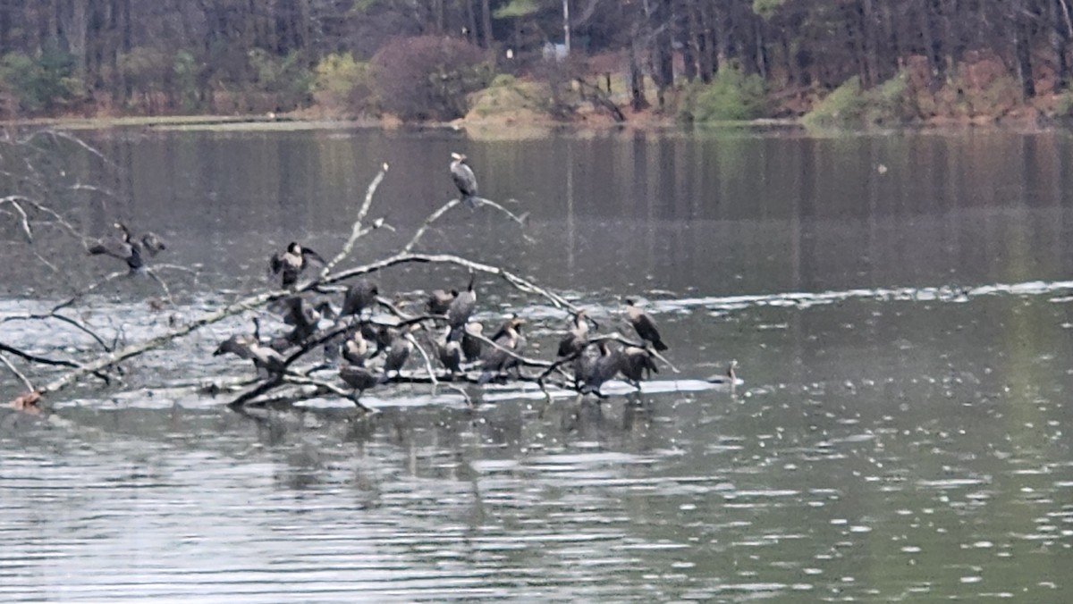 Double-crested Cormorant - ML646299989
