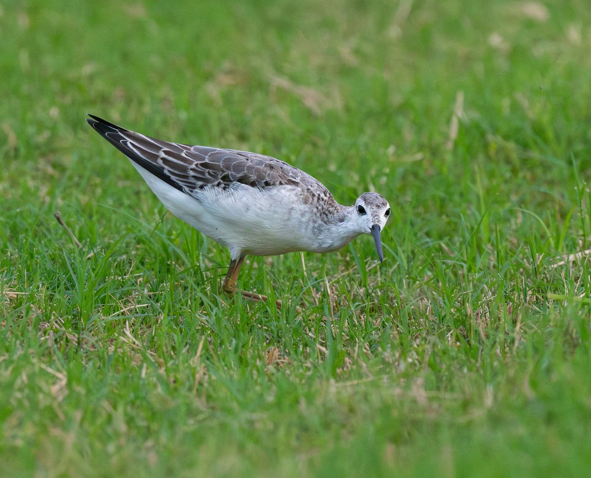 Wilsonwassertreter - ML646299990