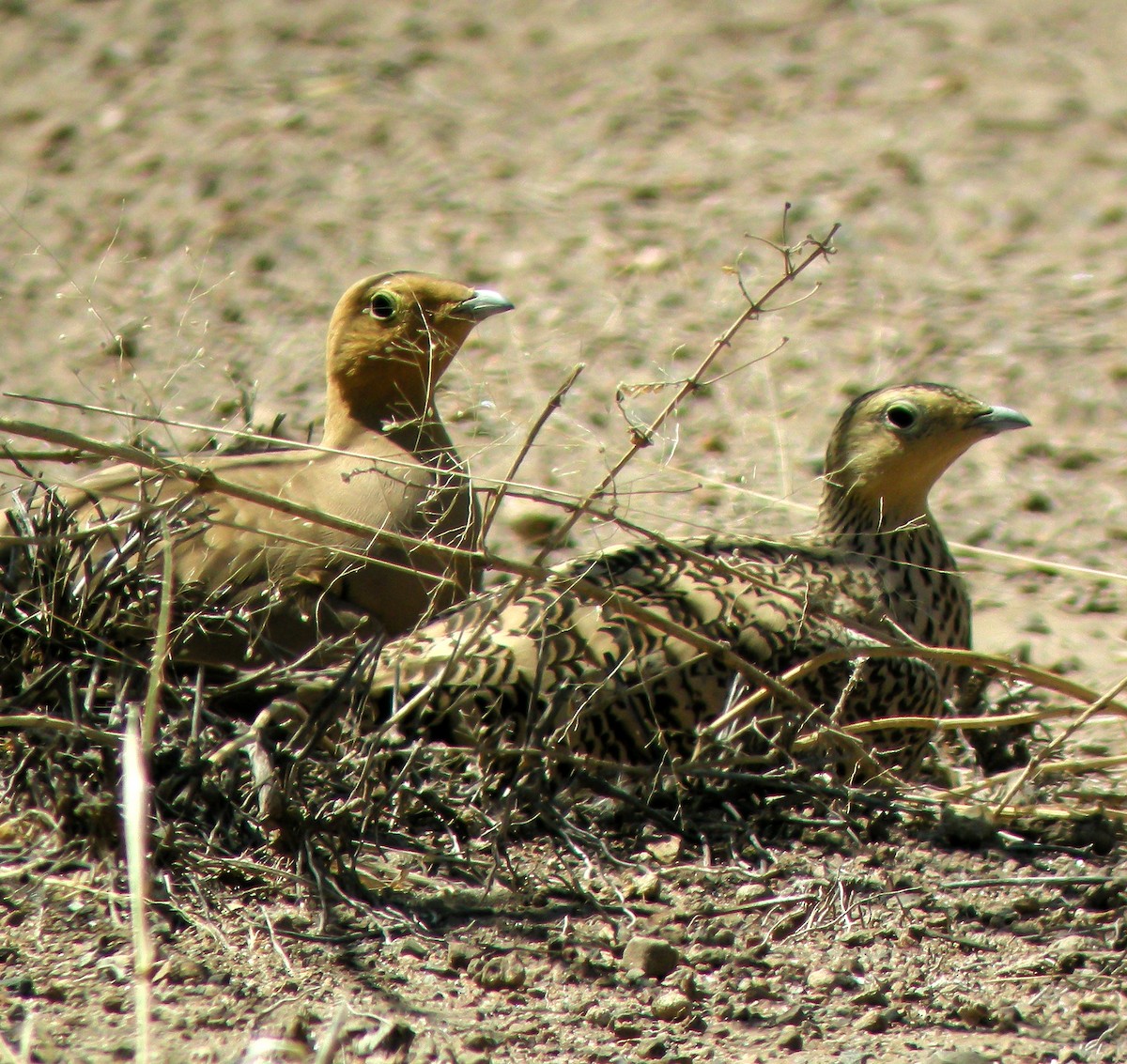 Chestnut-bellied Sandgrouse - ML646299991