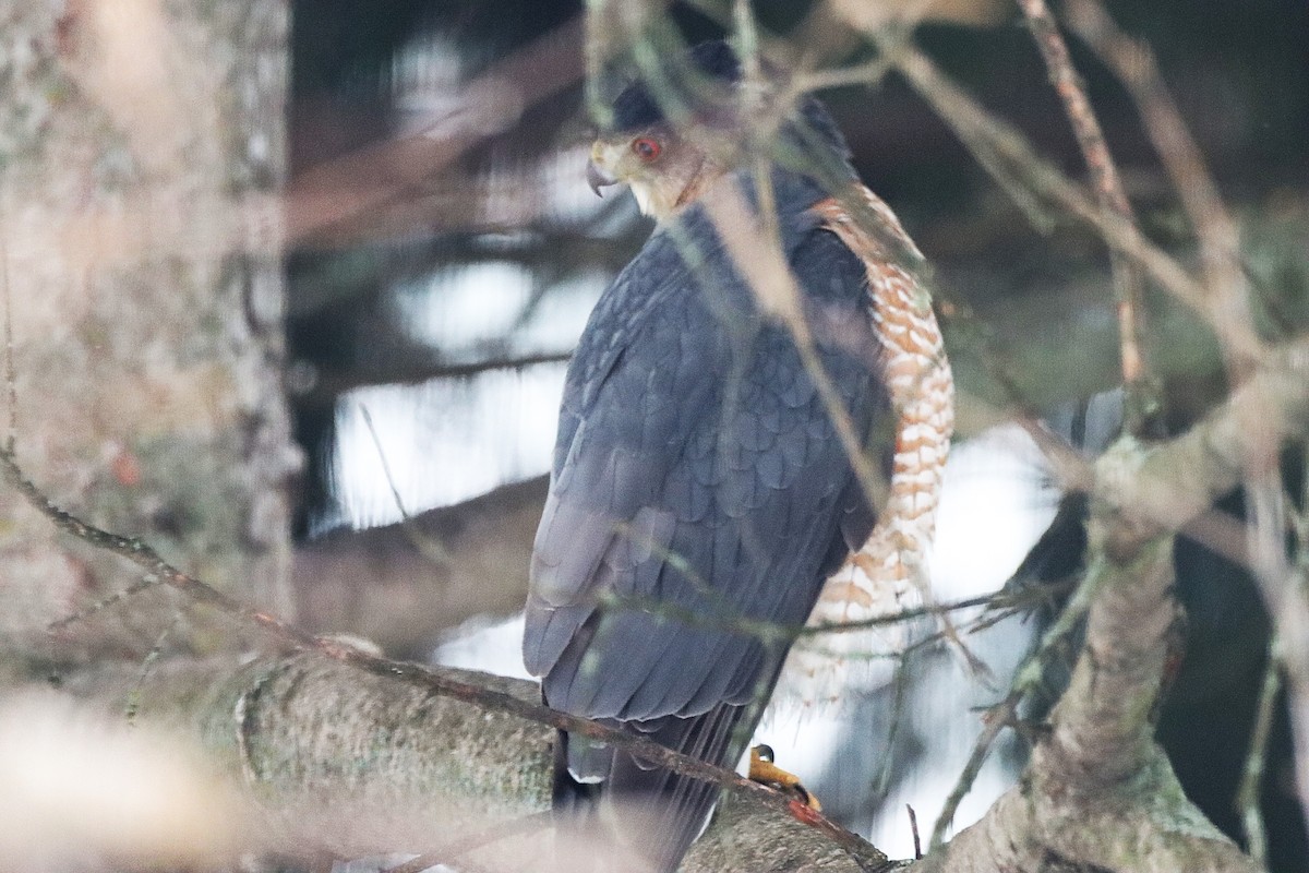 Cooper's Hawk - ML646299995