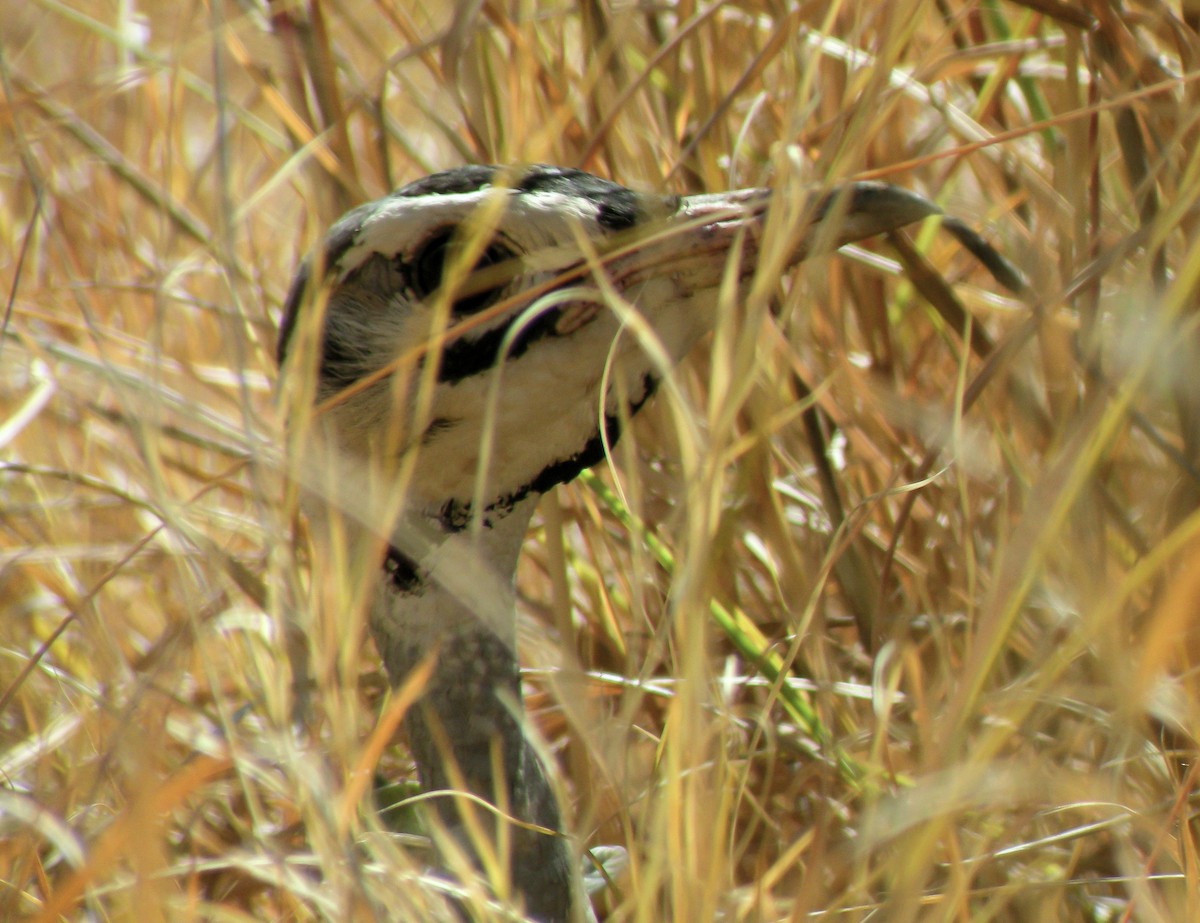White-bellied Bustard - ML646299996