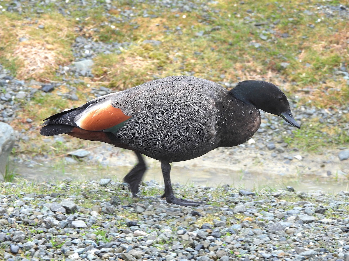 maorirustand - ML646300003