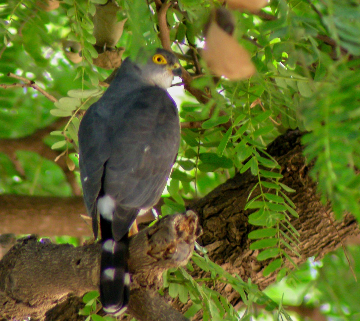 Little Sparrowhawk - ML646300007