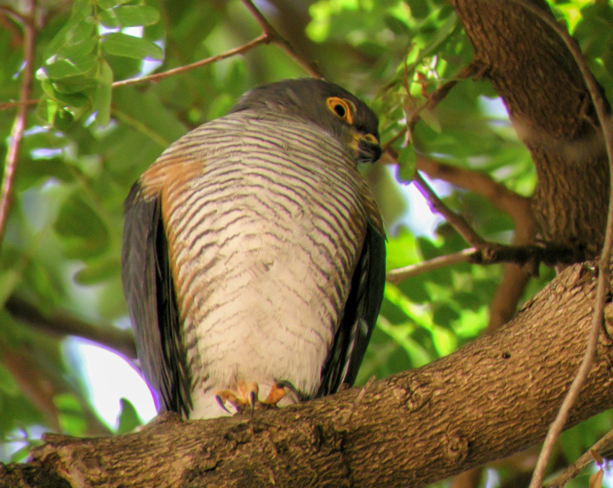 Little Sparrowhawk - ML646300008