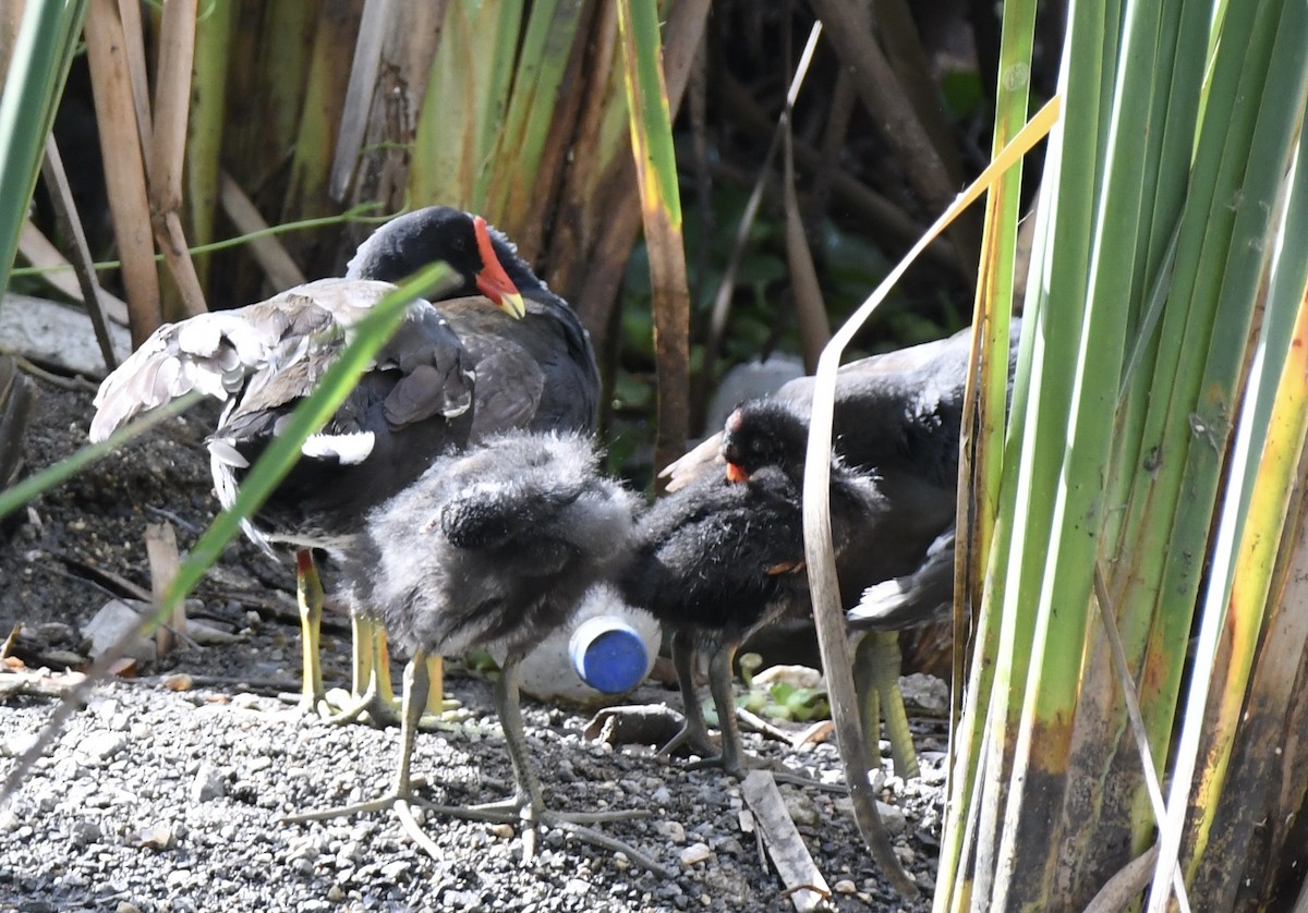 Common Gallinule - ML646300010