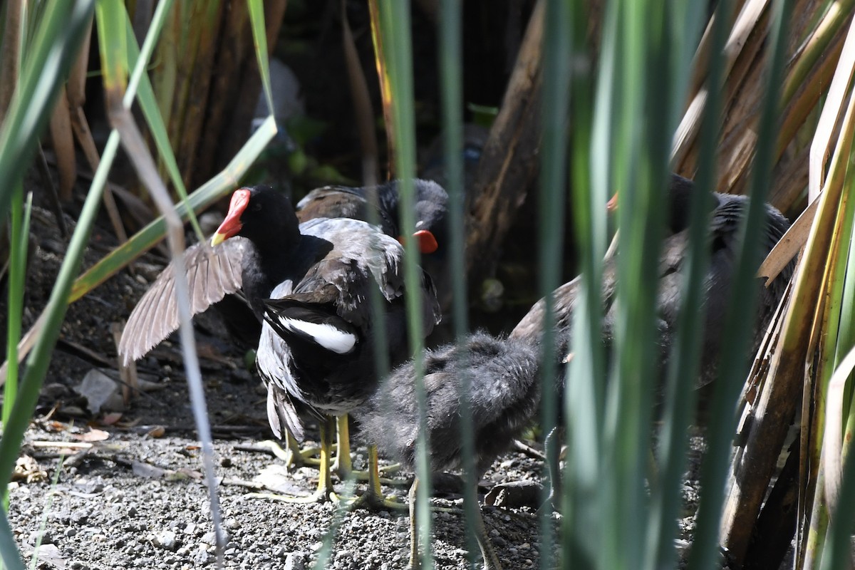 Common Gallinule - ML646300011
