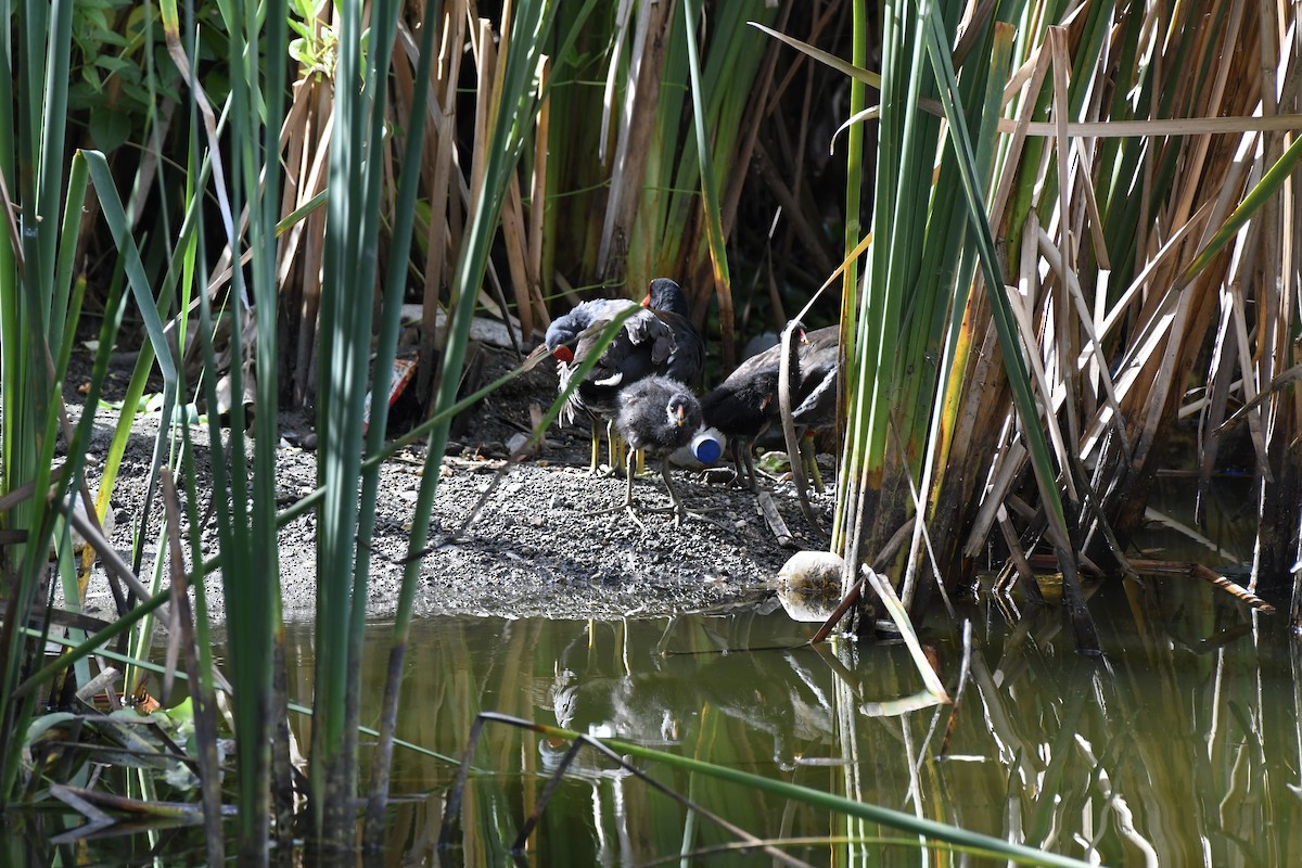 Common Gallinule - ML646300012