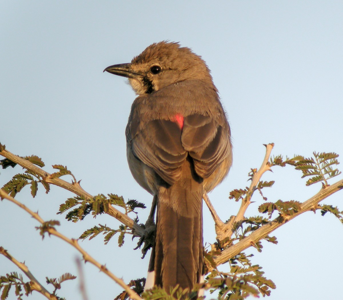 Rosy-patched Bushshrike - ML646300017