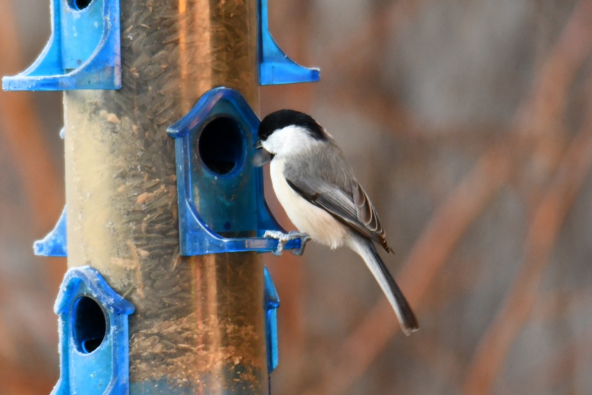 Carolina Chickadee - ML646300018