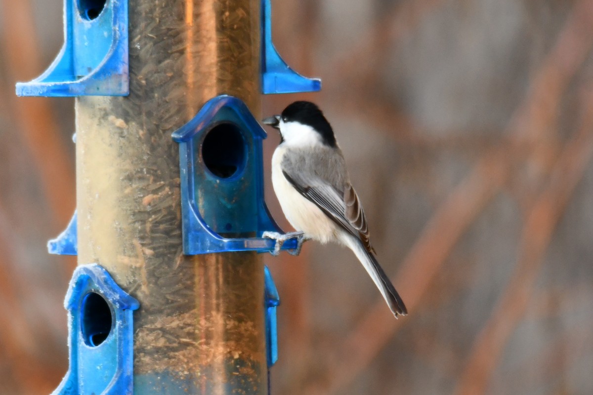 Carolina Chickadee - ML646300019