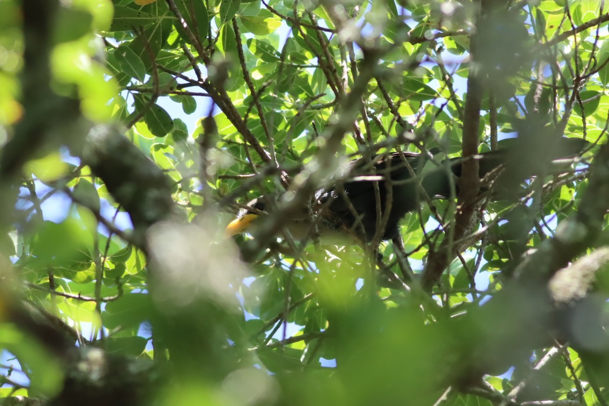 Green Malkoha - ML646300024