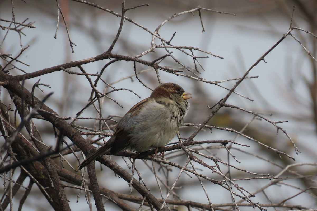 House Sparrow - ML646300025