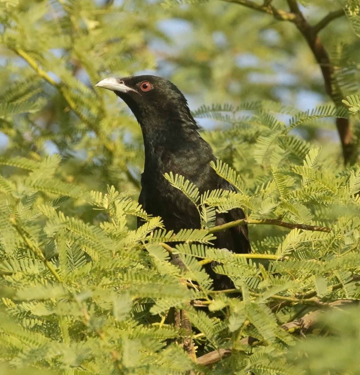 Asian Koel - ML646300027