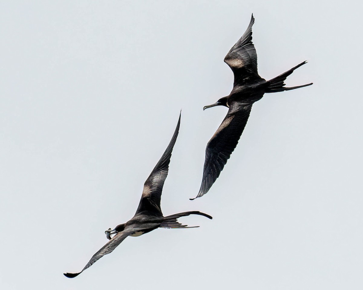 Magnificent Frigatebird - ML646300028