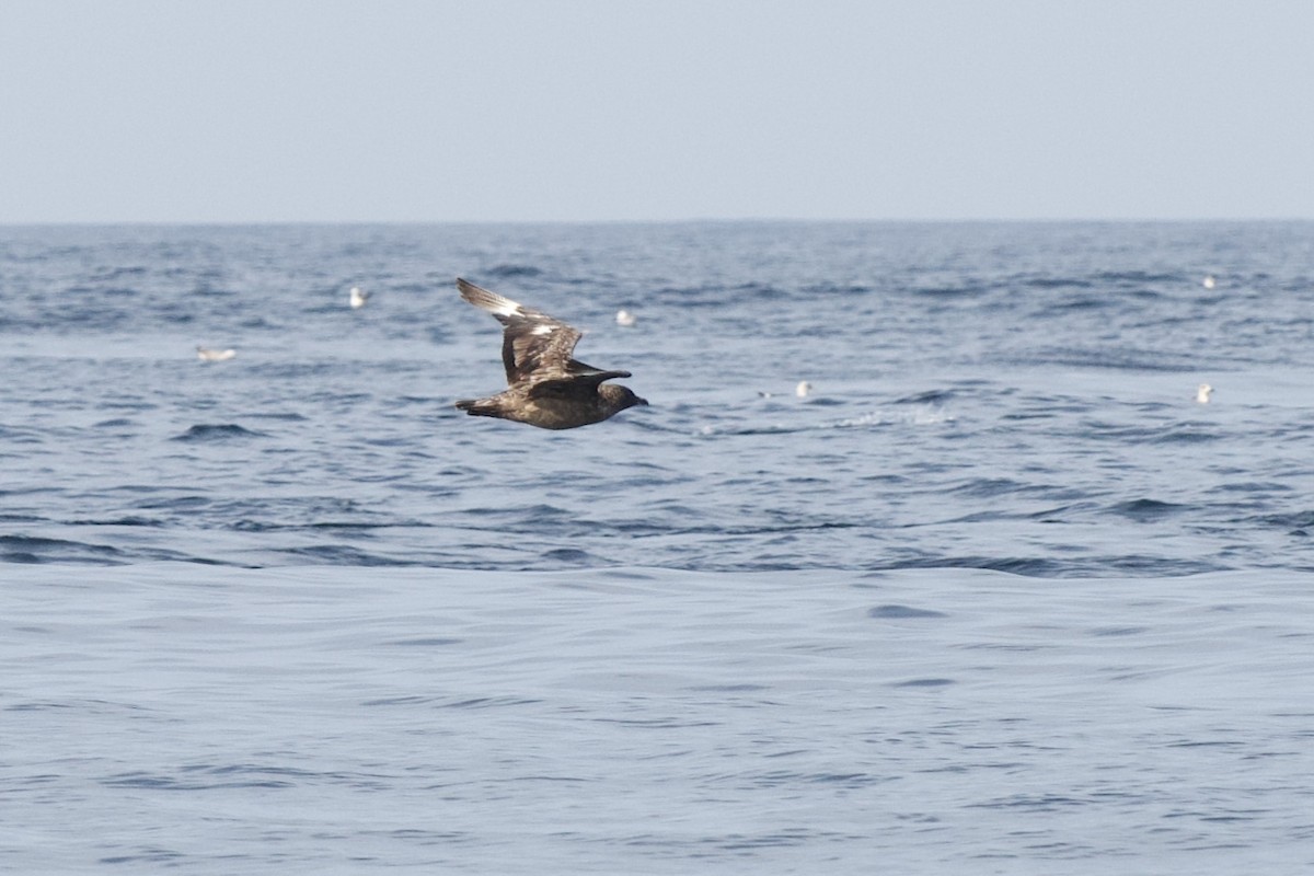 Great Skua - ML646300030