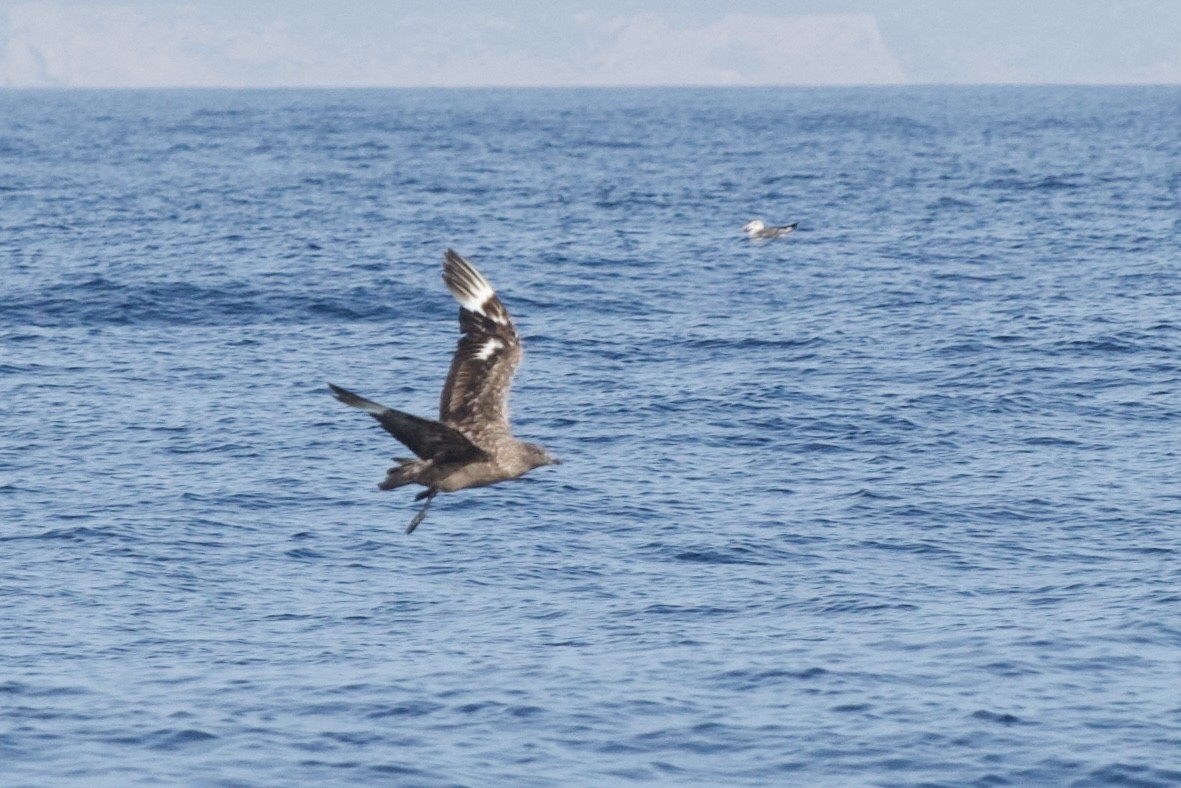 Great Skua - ML646300033