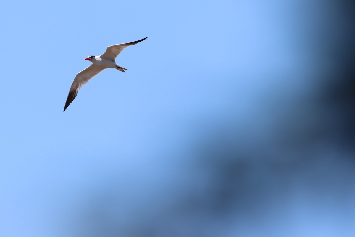 Caspian Tern - ML646300035