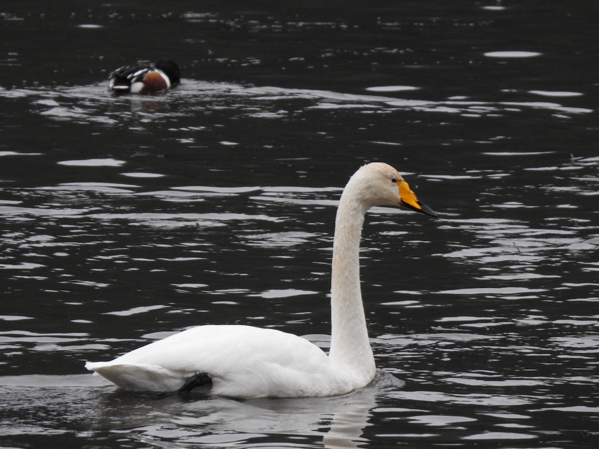 Whooper Swan - ML646300038
