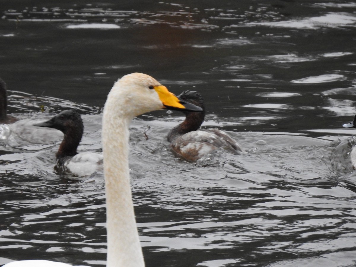Whooper Swan - ML646300039