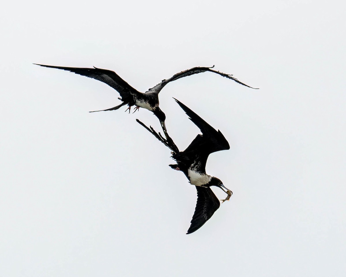 Magnificent Frigatebird - ML646300042
