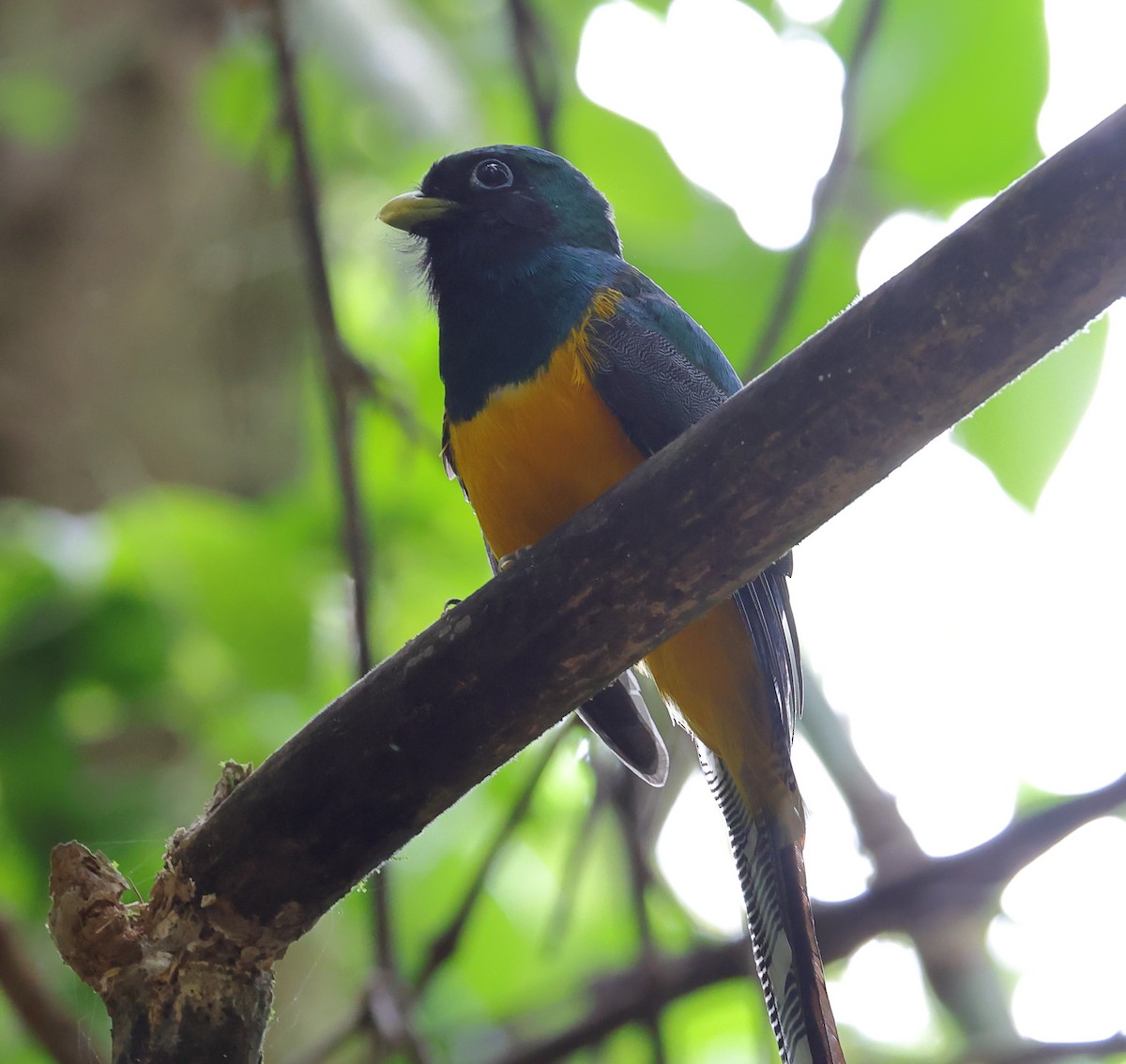 Atlantic Black-throated Trogon - ML646300045