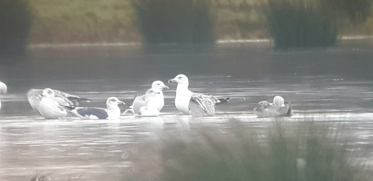 Caspian Gull - ML646300046