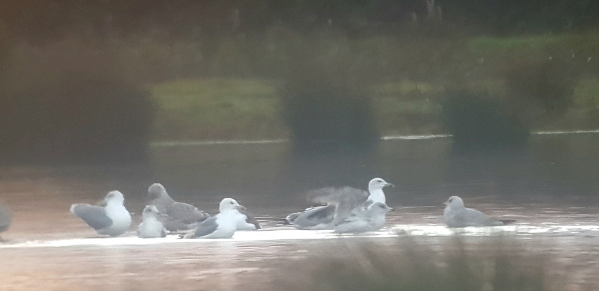Caspian Gull - ML646300047