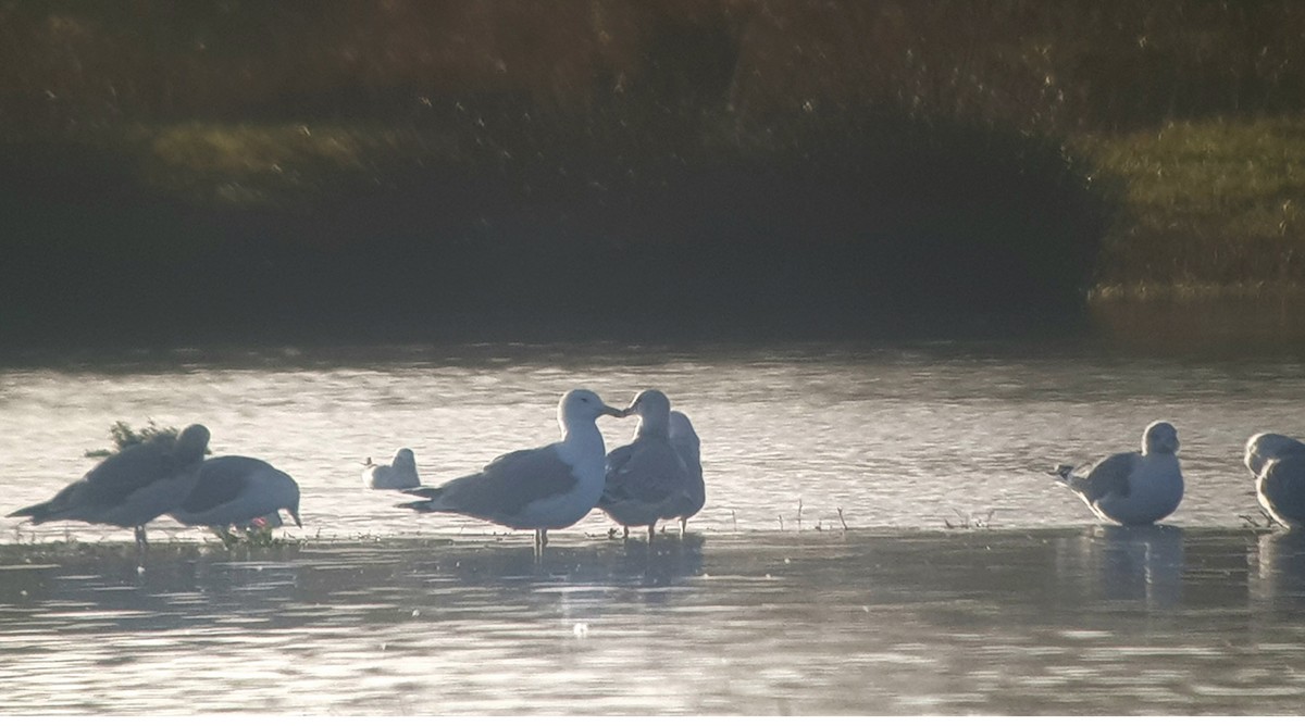 Caspian Gull - ML646300048