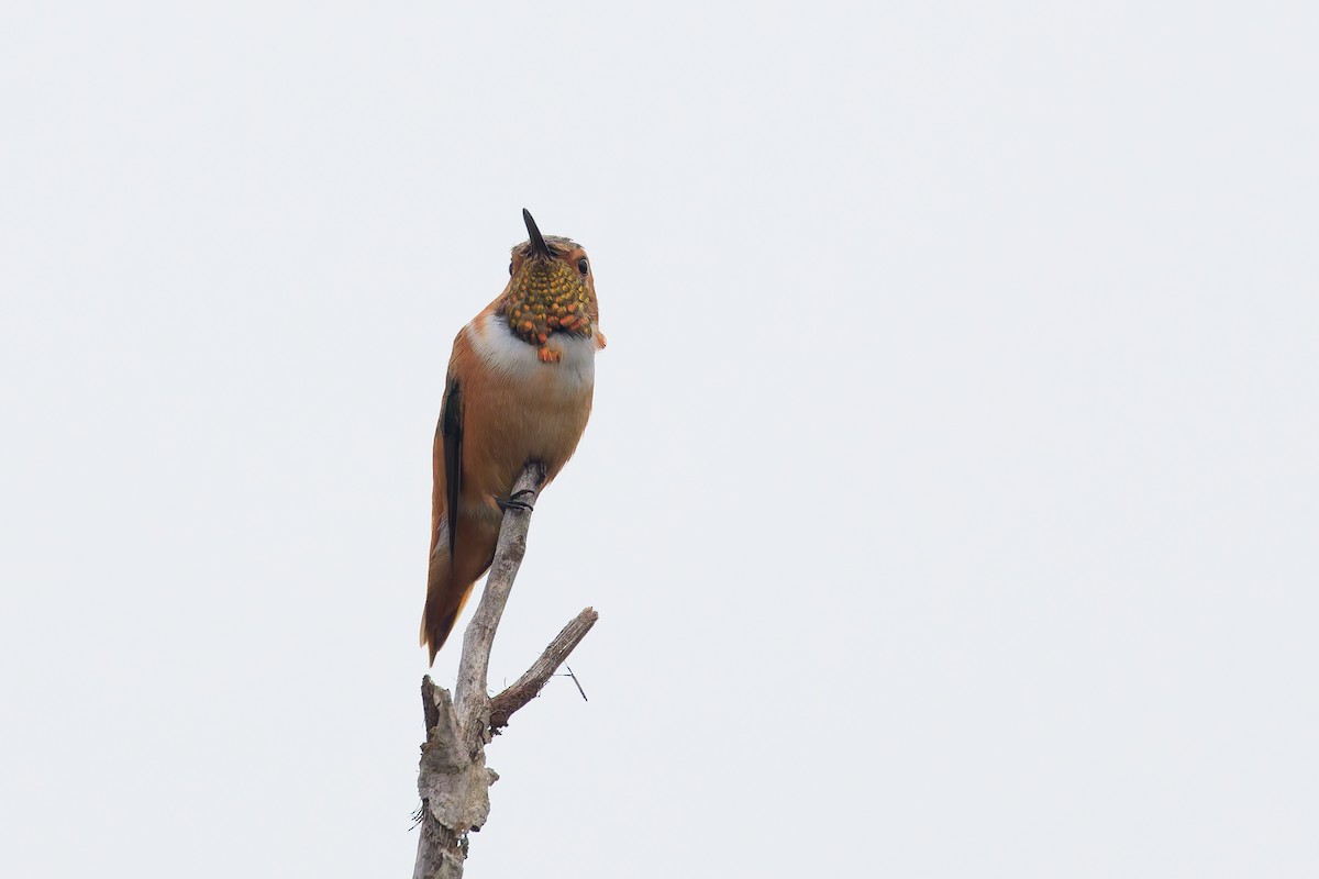 Allen's Hummingbird - ML646300050