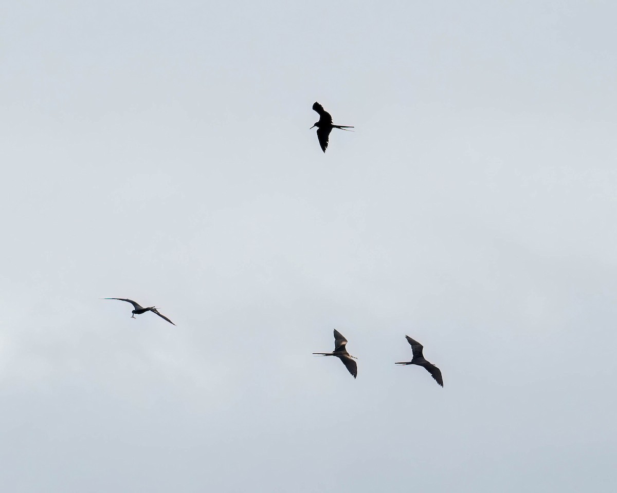 Magnificent Frigatebird - ML646300051