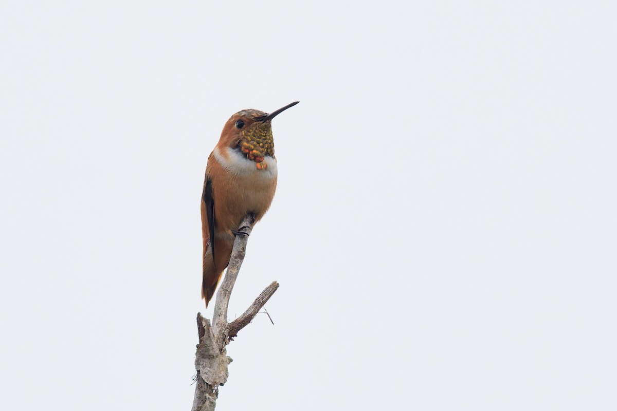 Allen's Hummingbird - ML646300052