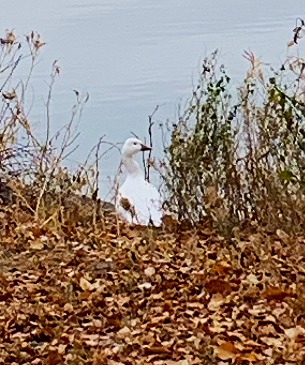 Snow Goose - ML646300053