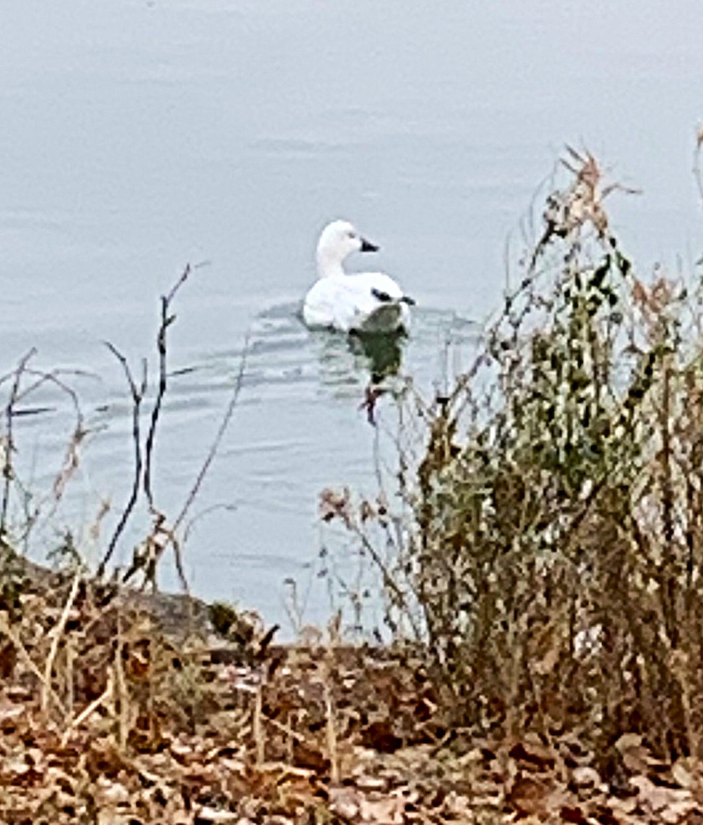 Snow Goose - ML646300054