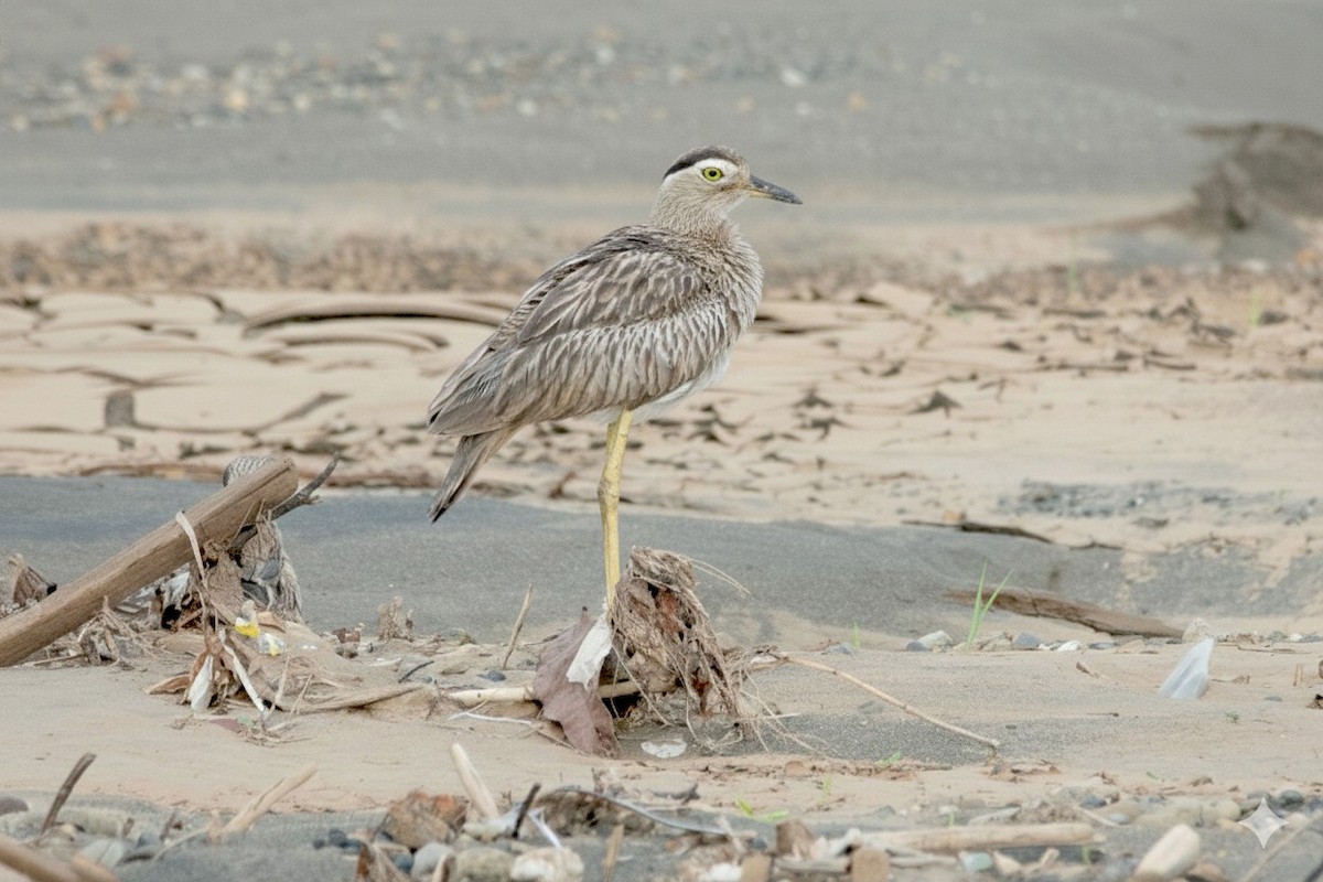 Double-striped Thick-knee - ML646300055