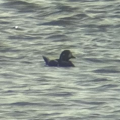 Harlequin Duck - ML646300056