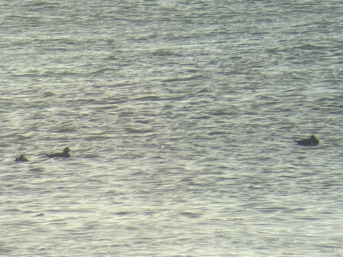 Harlequin Duck - ML646300057