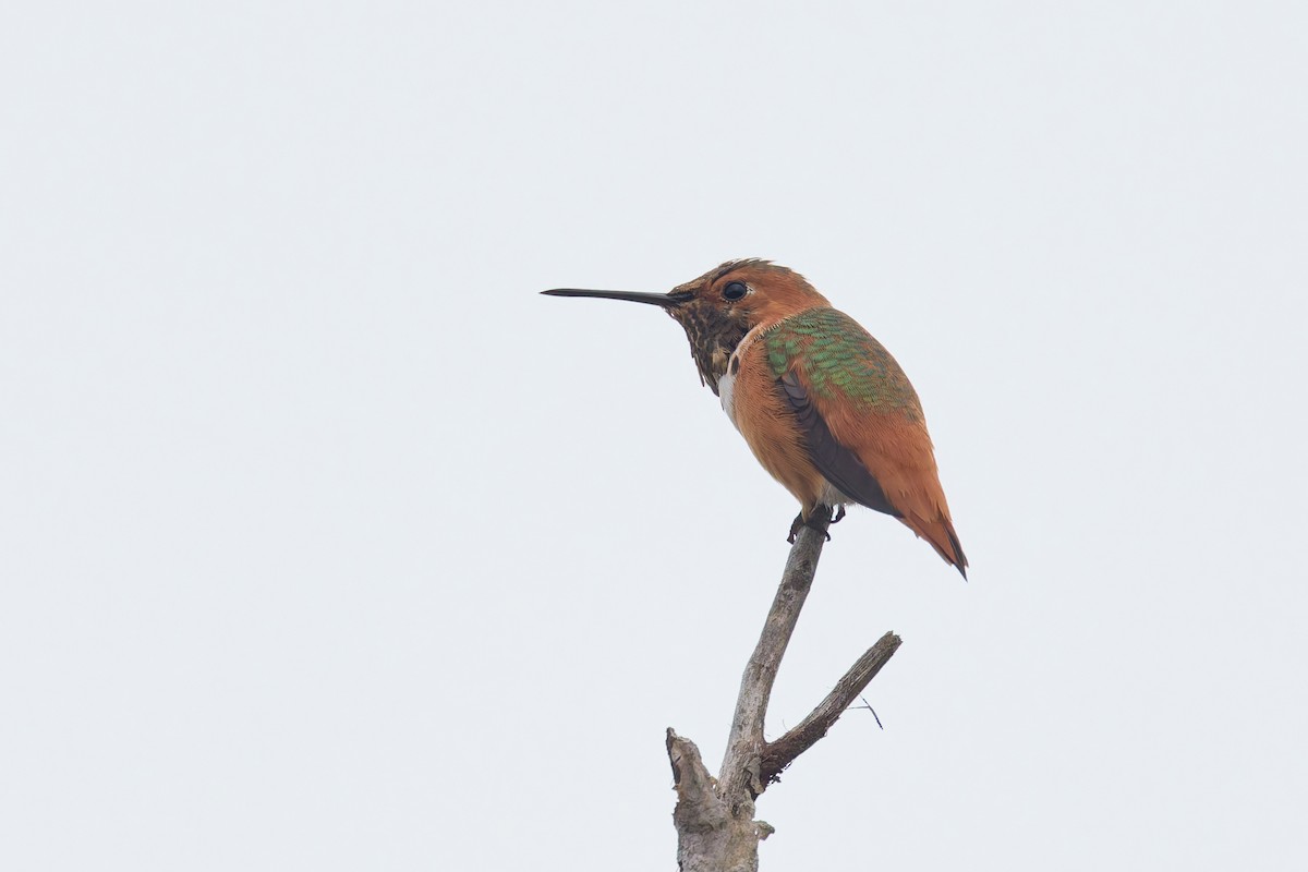 Allen's Hummingbird - ML646300061